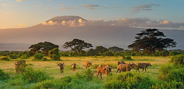 Mount-Kilimanjaro-National-Park-1