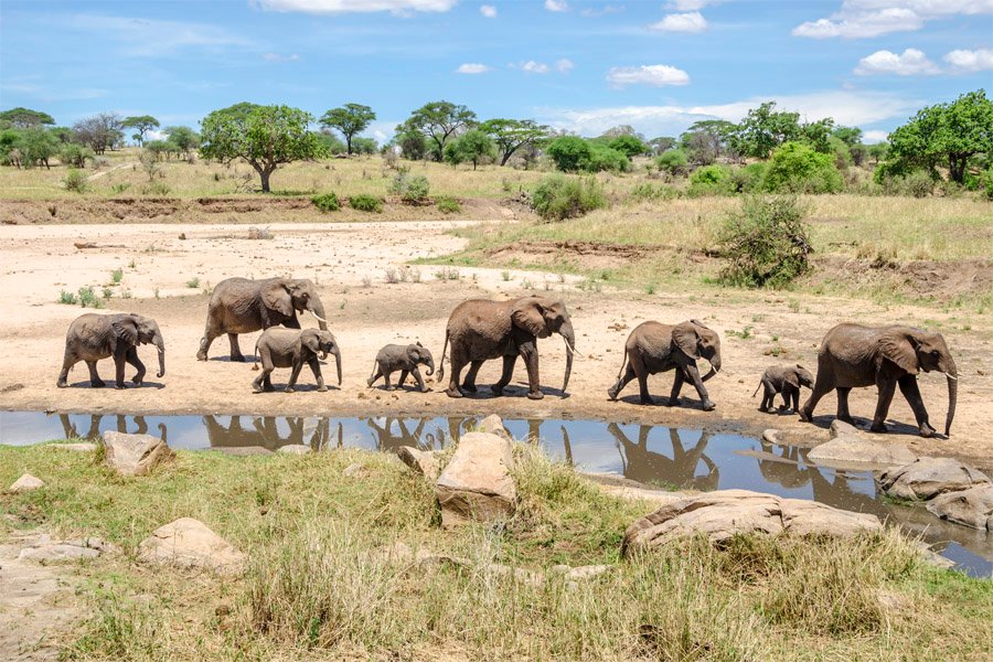 Tarangire National Park – Elephants & Baobab Dreams
