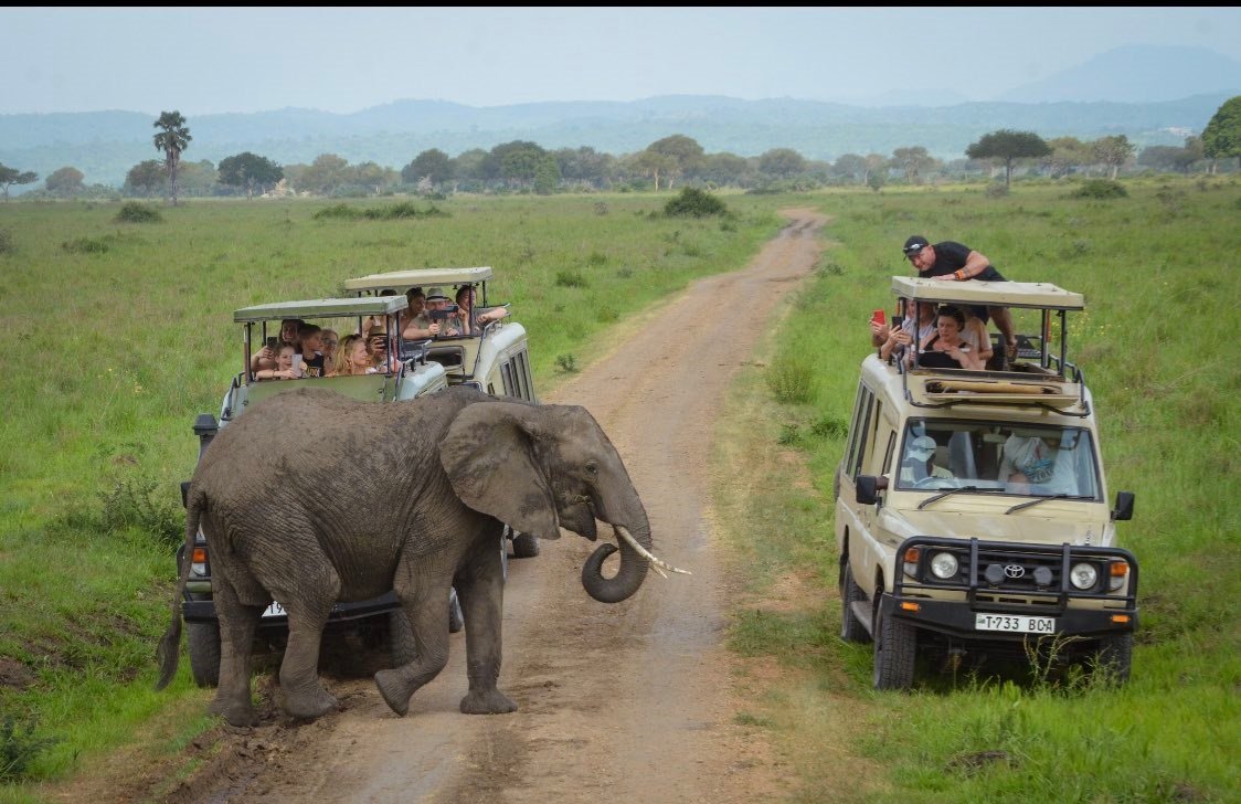 game drive