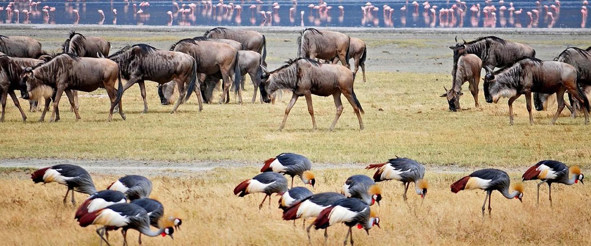 lake-manyara-safari-packages-banner