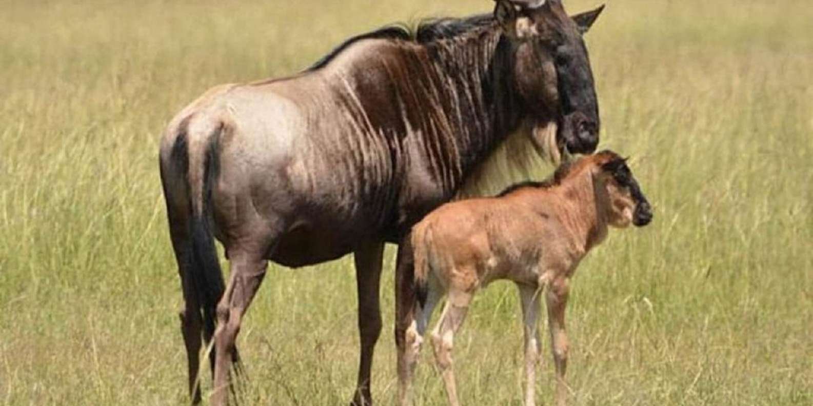 ndutu