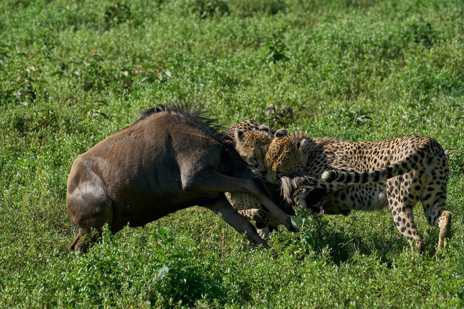 ngorongoro-3