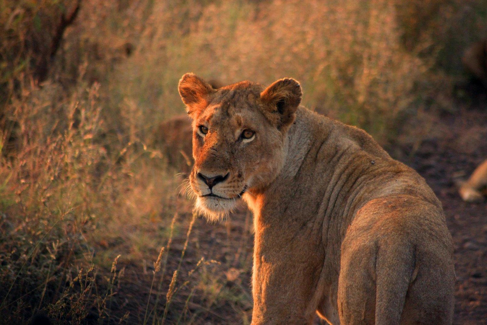 tanzania experience